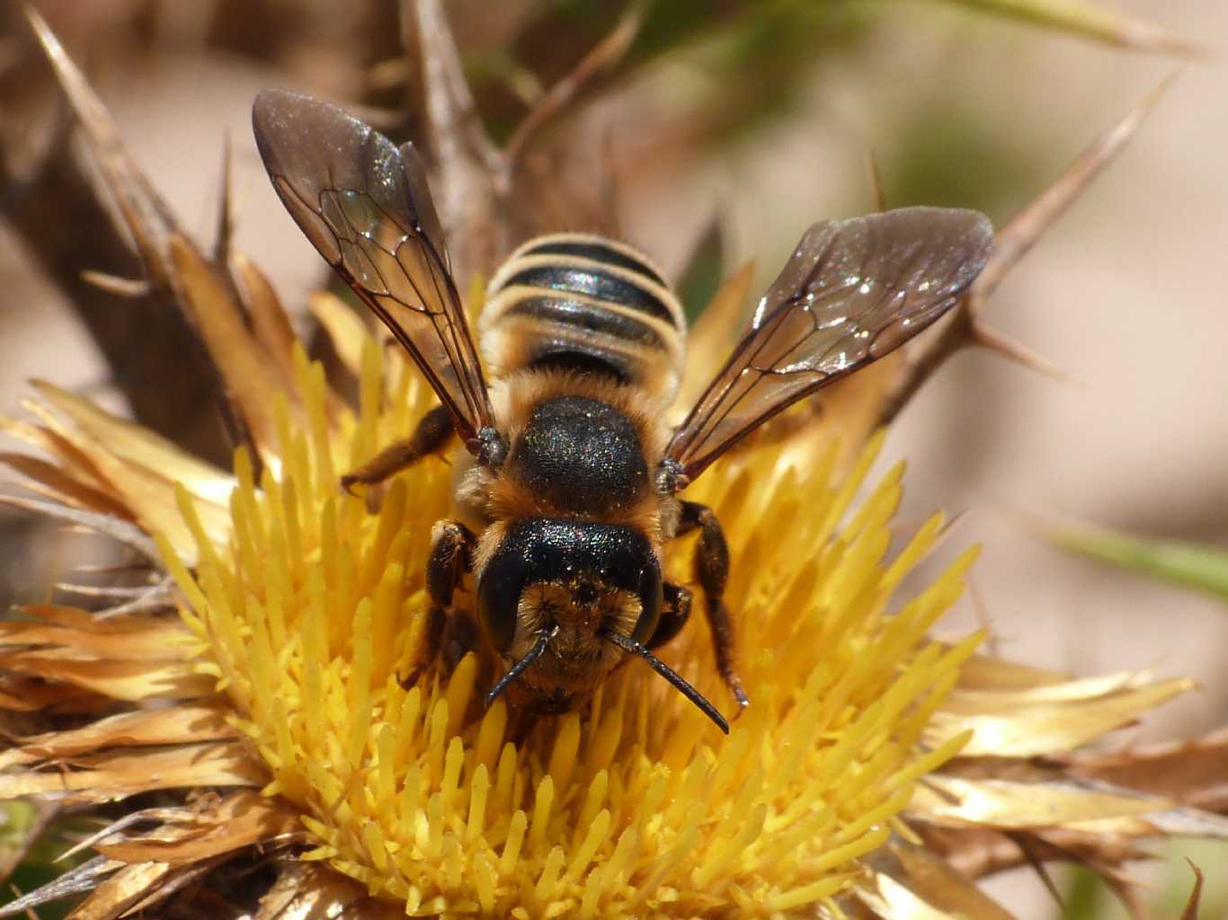 Megachile sp.